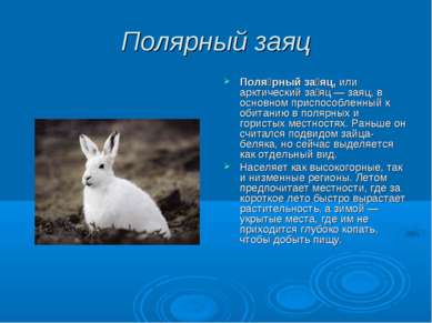 Полярный заяц Поля рный за яц, или арктический за яц — заяц, в основном присп...