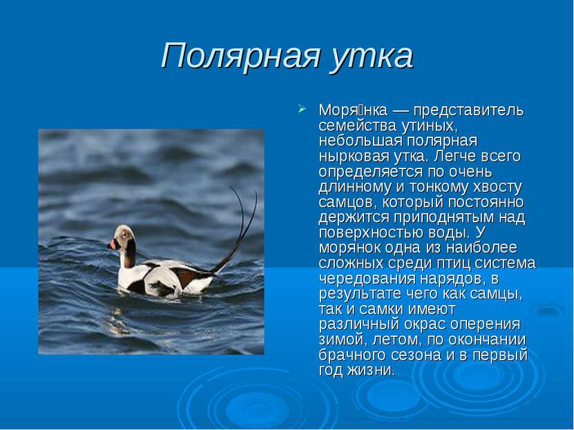 Полярная утка Моря нка — представитель семейства утиных, небольшая полярная н...