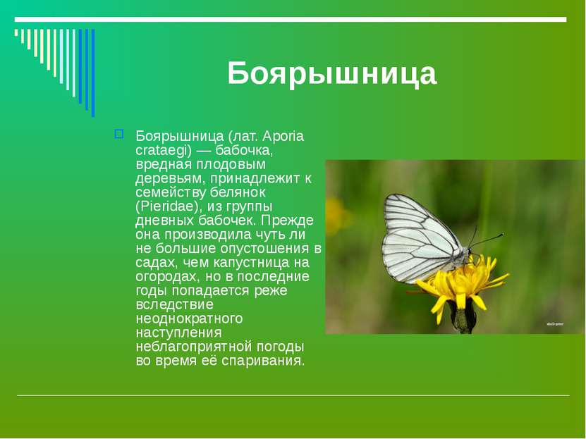 Боярышница Боярышница (лат. Aporia crataegi) — бабочка, вредная плодовым дере...