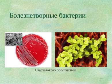 * Болезнетворные бактерии Стафилококк золотистый