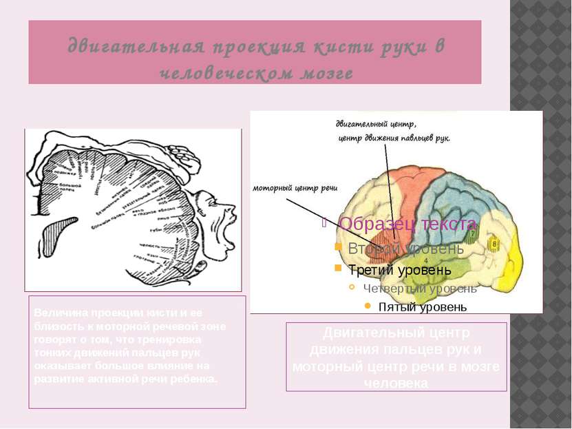 двигательная проекция кисти руки в человеческом мозге Величина проекции кисти...