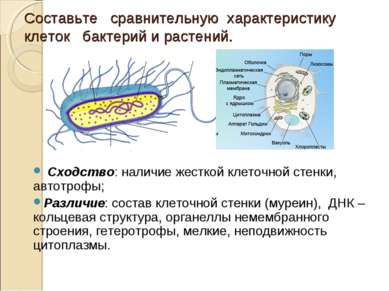 Составьте сравнительную характеристику клеток бактерий и растений. Сходство: ...