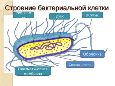 Строение бактериальной клетки Рибосомы ДНК Жгутик Плазматическая мембрана