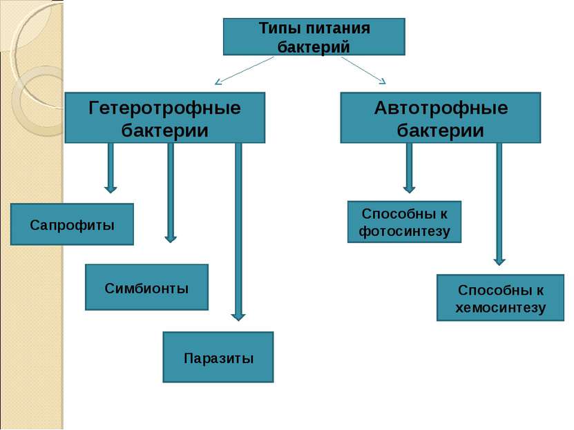 Типы питания бактерий Гетеротрофные бактерии Автотрофные бактерии Сапрофиты С...