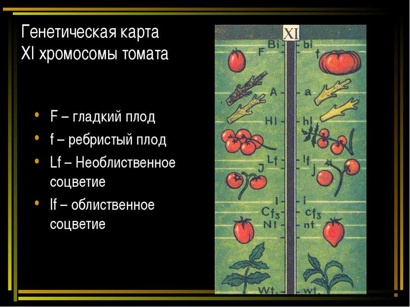 Генетическая карта ХI хромосомы томата F – гладкий плод f – ребристый плод Lf...