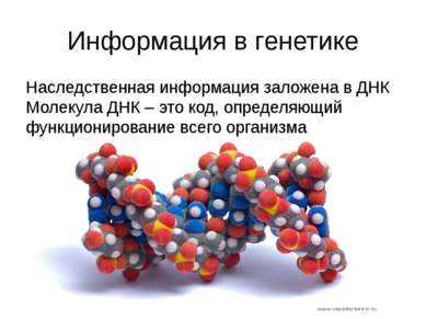 Информация в генетике Наследственная информация заложена в ДНК Молекула ДНК –...