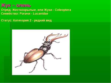 Жук – олень Отряд: Жесткокрылые, или Жуки - Coleoptera Семействo: Рогачи - Lu...