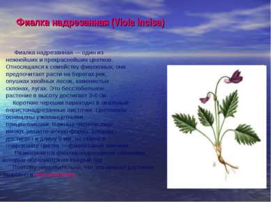 Фиалка надрезанная (Viola incisa) Фиалка надрезанная — один из нежнейших и пр...