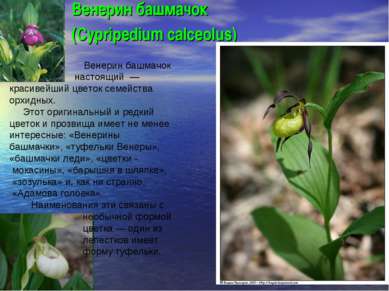 Венерин башмачок (Cypripedium calceolus) Венерин башмачок настоящий — красиве...