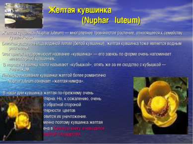Желтая кувшинка (Nuphar luteum) Желтая кувшинка (Nuphar luteum) — многолетнее...