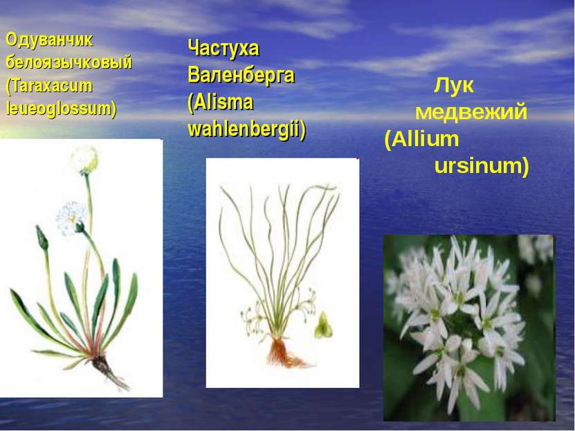 Одуванчик белоязычковый (Taraxacum leueoglossum) Частуха Валенберга (Alisma w...