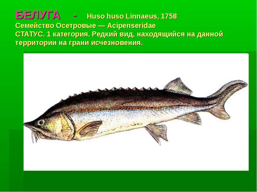 БЕЛУГА - Huso huso Linnaeus, 1758 Семейство Осетровые — Acipenseridae СТАТУС....