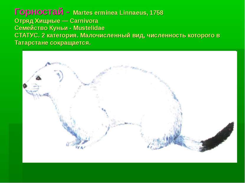 Горностай - Martes erminea Linnaeus, 1758 Отряд Хищные — Carnivora Семейство ...