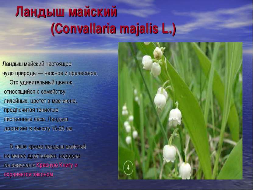 Ландыш майский (Convallaria majalis L.) Ландыш майский настоящее чудо природы...