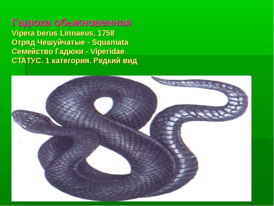 Тип симметрии змей. Обыкновенная гадюка - Vipera berus (Linnaeus, 1758). Гадюка гадюка обыкновенная 5 чешуйчатые. Тип симметрии гадюки обыкновенной. Гадюка обыкновенная симметрия.