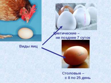 Столовые – с 8 по 25 день Диетические – не позднее 7 суток Виды яиц