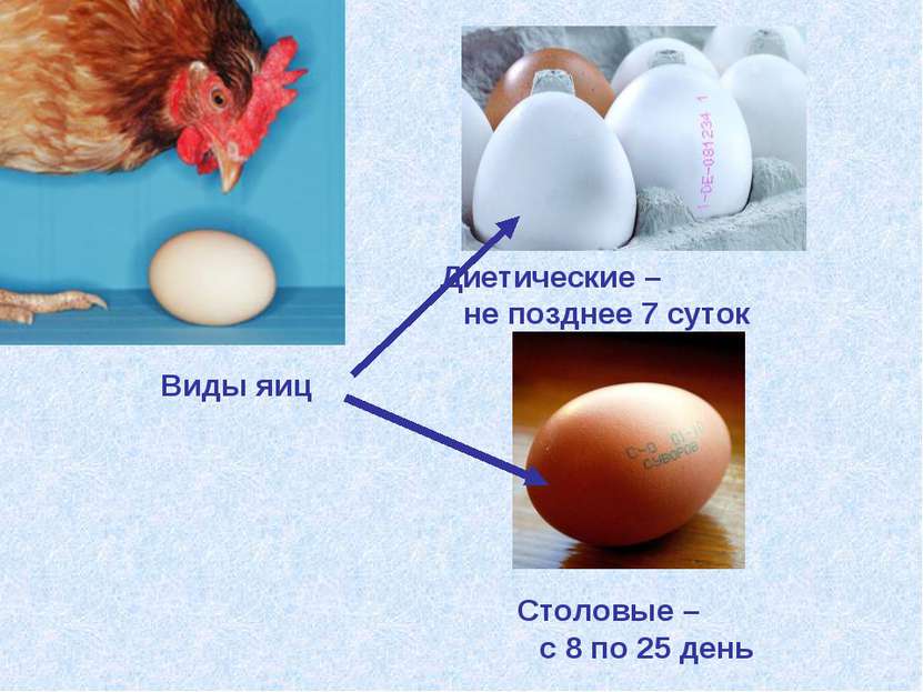Столовые – с 8 по 25 день Диетические – не позднее 7 суток Виды яиц