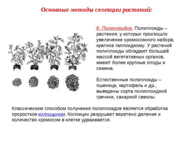6. Полиплоидия. Полиплоиды – растения, у которых произошло увеличение хромосо...
