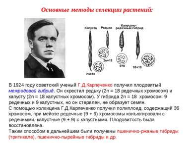 В 1924 году советский ученый Г.Д.Карпеченко получил плодовитый межродовой гиб...