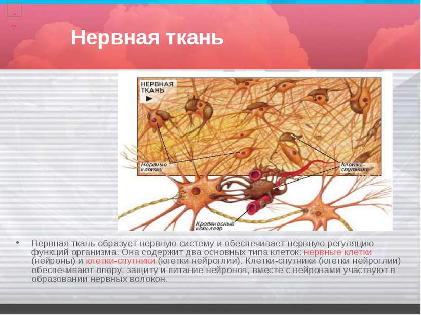 Нервная ткань Нервная ткань образует нервную систему и обеспечивает нервную р...