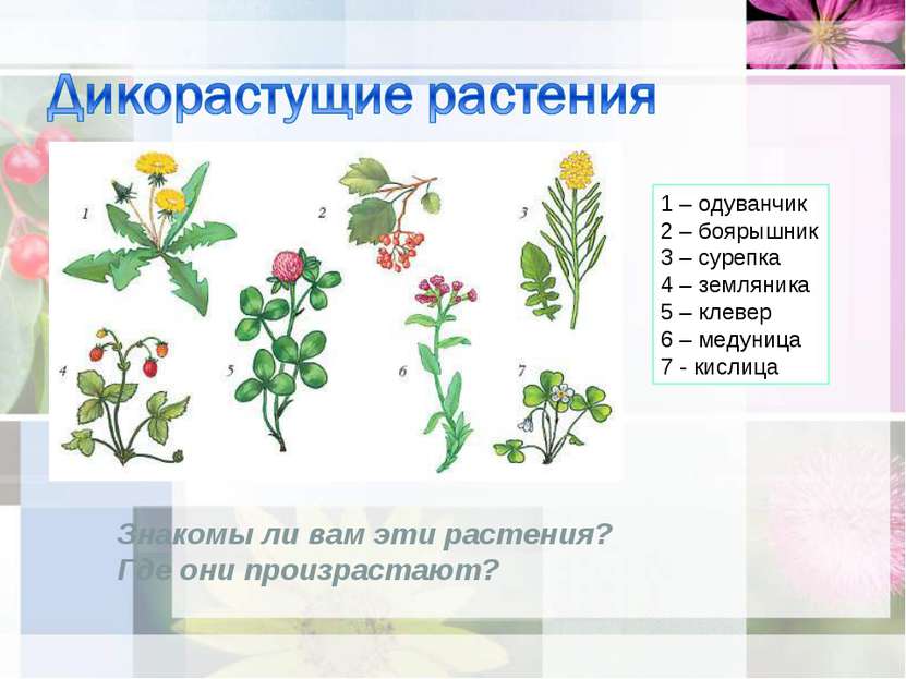 1 – одуванчик 2 – боярышник 3 – сурепка 4 – земляника 5 – клевер 6 – медуница...