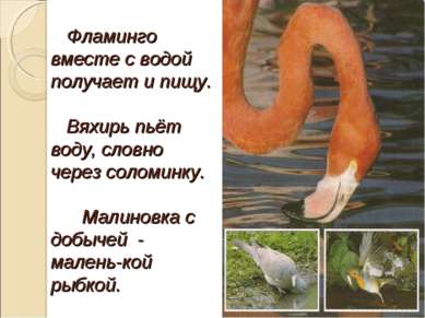Фламинго вместе с водой получает и пищу. Вяхирь пьёт воду, словно через солом...