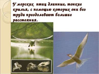 У морских птиц длинные, тонкие крылья, с помощью которых они без труда преодо...