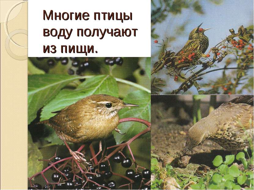 Многие птицы воду получают из пищи.