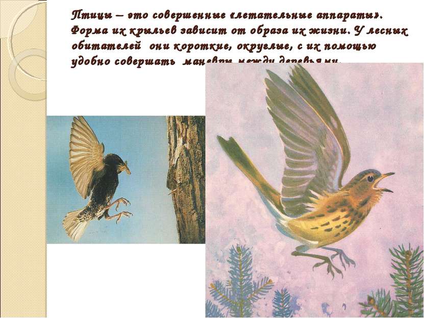 Птицы – это совершенные «летательные аппараты». Форма их крыльев зависит от о...