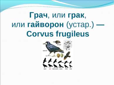 Грач, или грак, или гайворон (устар.) — Corvus frugileus