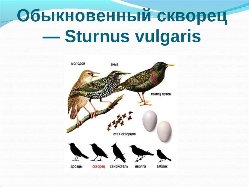 Обыкновенный скворец — Sturnus vulgaris