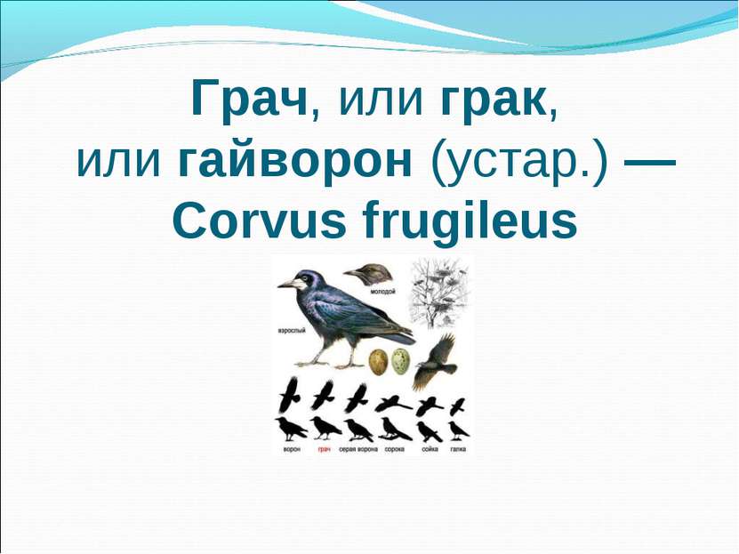 Грач, или грак, или гайворон (устар.) — Corvus frugileus