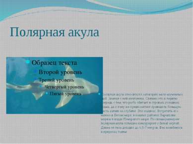 Полярная акула Полярная акула относится к категории мало изученных рыб. Знани...