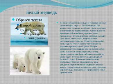 Белый медведь Не менее нуждается во льдах и снежных наносах основной враг нер...