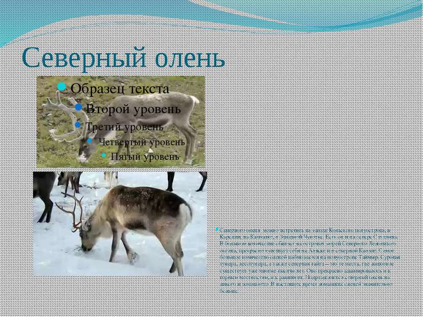 Северный олень Северного оленя можно встретить на западе Кольского полуостров...