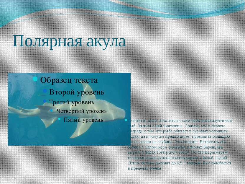Полярная акула Полярная акула относится к категории мало изученных рыб. Знани...