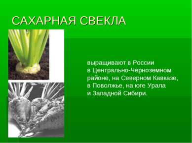 САХАРНАЯ СВЕКЛА выращивают в России в Центрально-Черноземном районе, на Север...