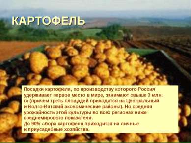 КАРТОФЕЛЬ Посадки картофеля, по производству которого Россия удерживает перво...