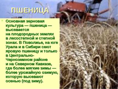 ПШЕНИЦА Основная зерновая культура — пшеница — высевается на плодородных земл...