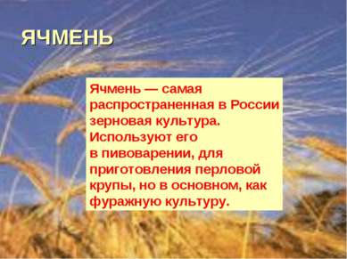 ЯЧМЕНЬ Ячмень — самая распространенная в России зерновая культура. Используют...