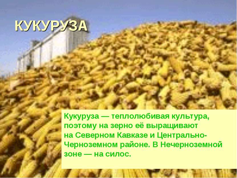 КУКУРУЗА Кукуруза — теплолюбивая культура, поэтому на зерно её выращивают на ...
