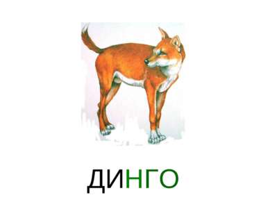 ДИНГО