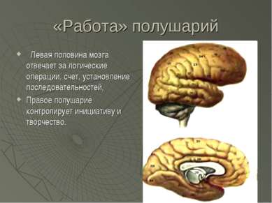 «Работа» полушарий Левая половина мозга отвечает за логические операции, счет...