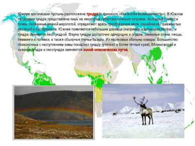 Южнее арктических пустынь расположена тундра (с финского «безлесная возвышенн...