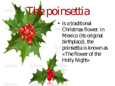The poinsettia is a traditional Christmas flower. In Mexico (its original bir...