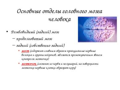 Основные отделы головного мозга человека Ромбовидный (задний) мозг продолгова...