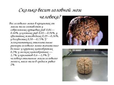 Сколько весит головной мозг человека? Вес головного мозга в процентах от масс...