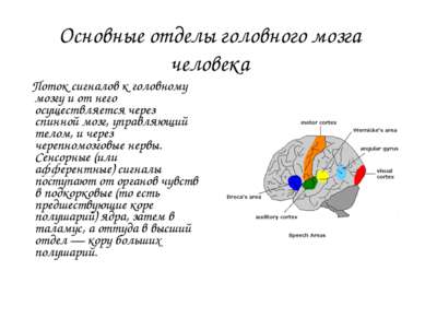 Основные отделы головного мозга человека Поток сигналов к головному мозгу и о...