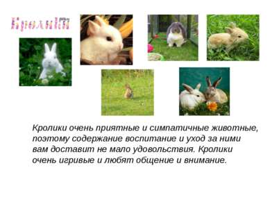 Кролики очень приятные и симпатичные животные, поэтому содержание воспитание ...
