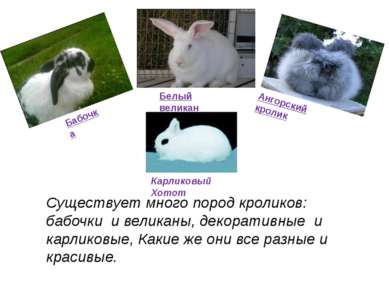 Существует много пород кроликов: бабочки и великаны, декоративные и карликовы...